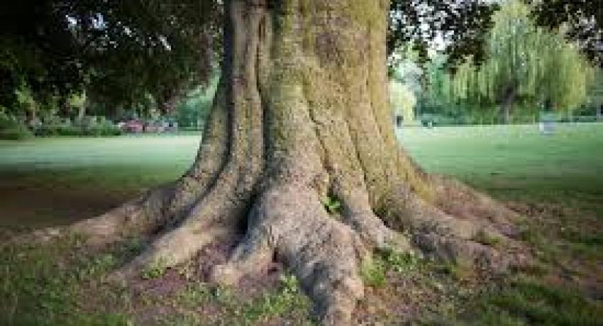 tree