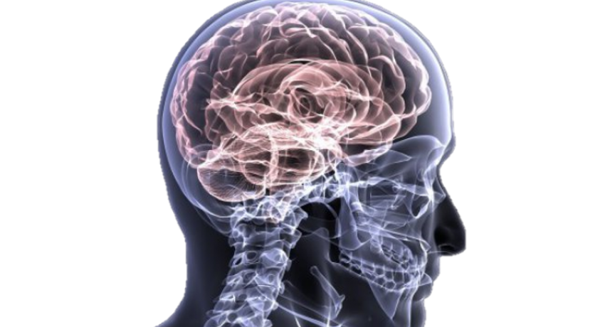 brain