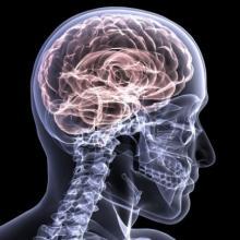 brain